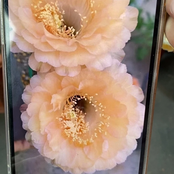 香香新香槟侧芽2公分左右
