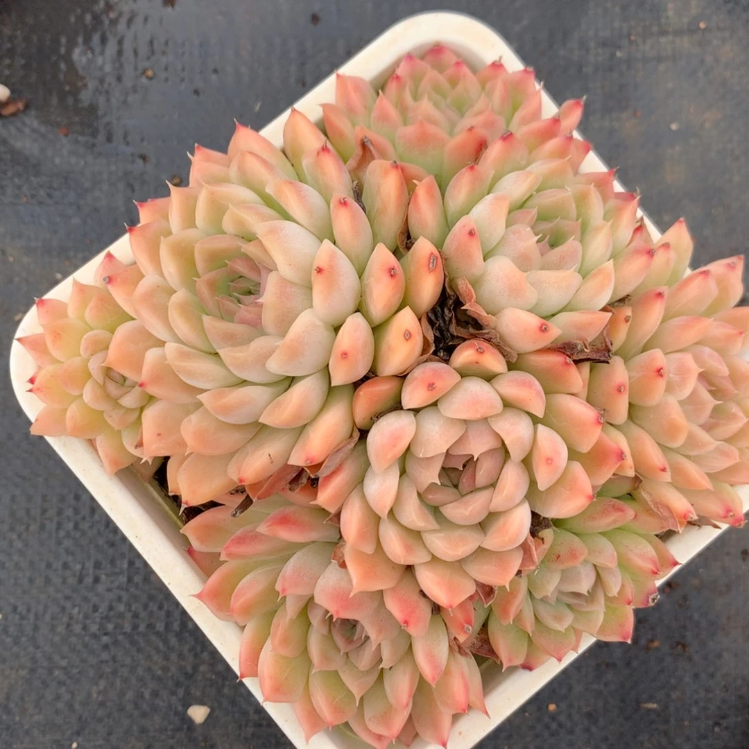 3961杂交多肉老桩