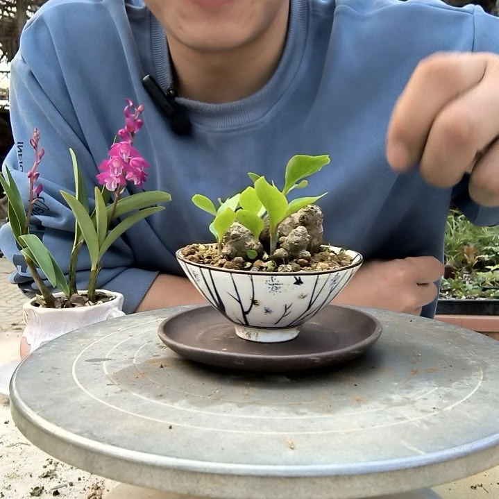 中*孟小盆景小植物一物一拍140