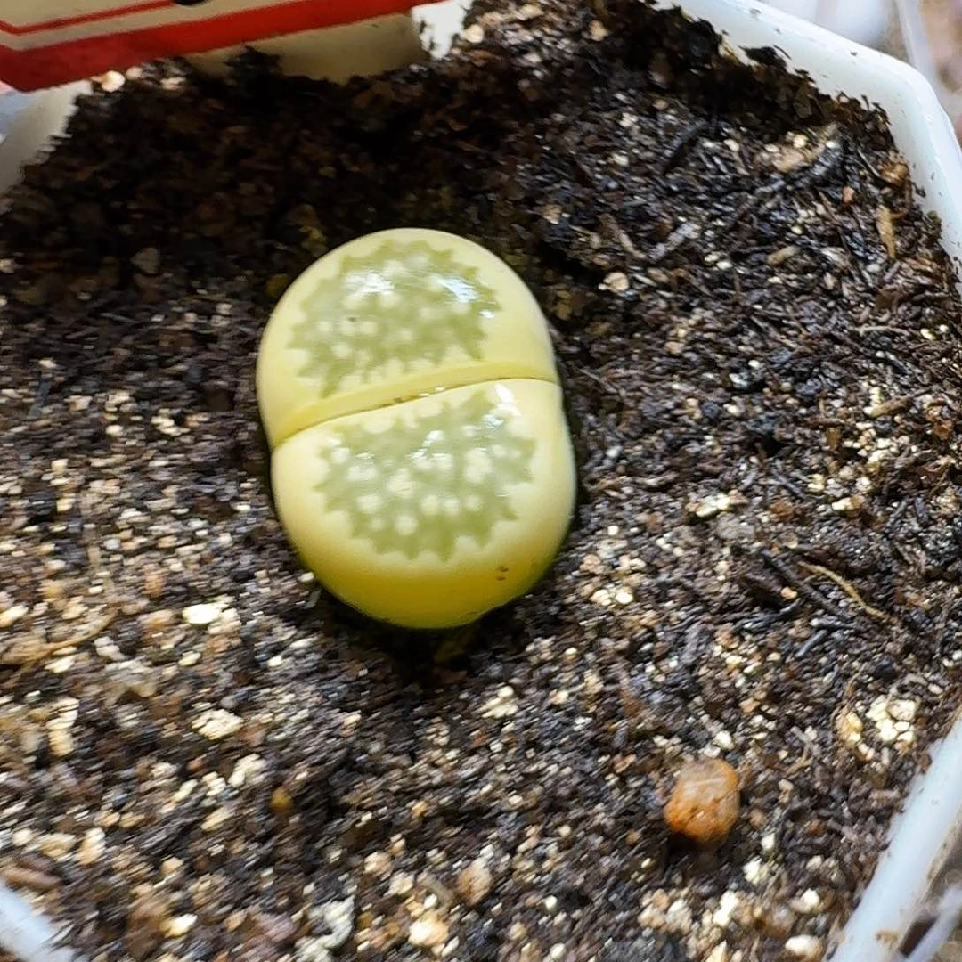动***动生石花23:：：。  90