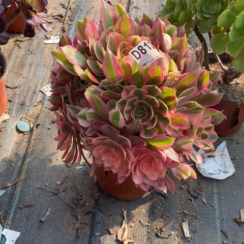 达**作女神多肉植物法师不包损813