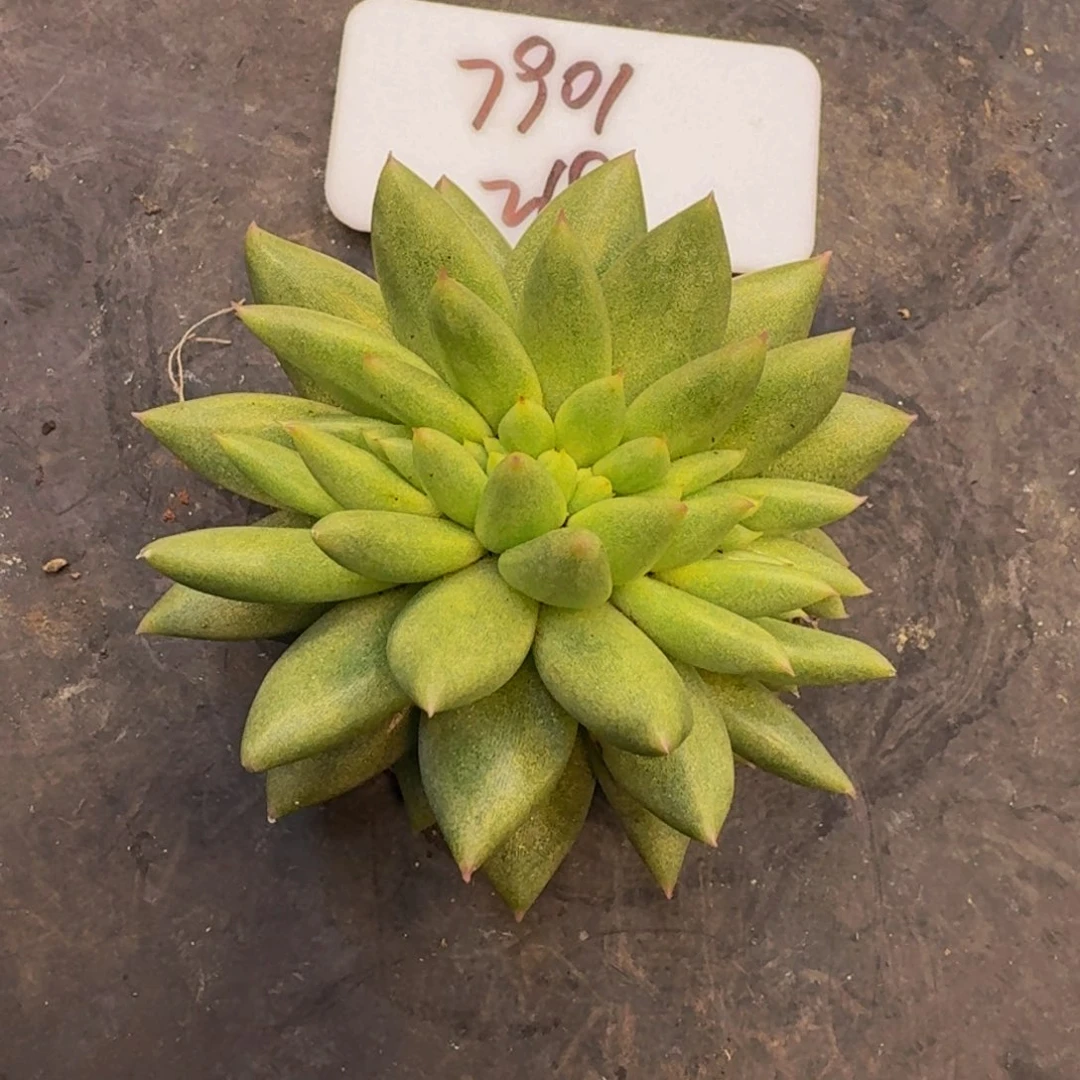 用****1克里斯多缀寄养