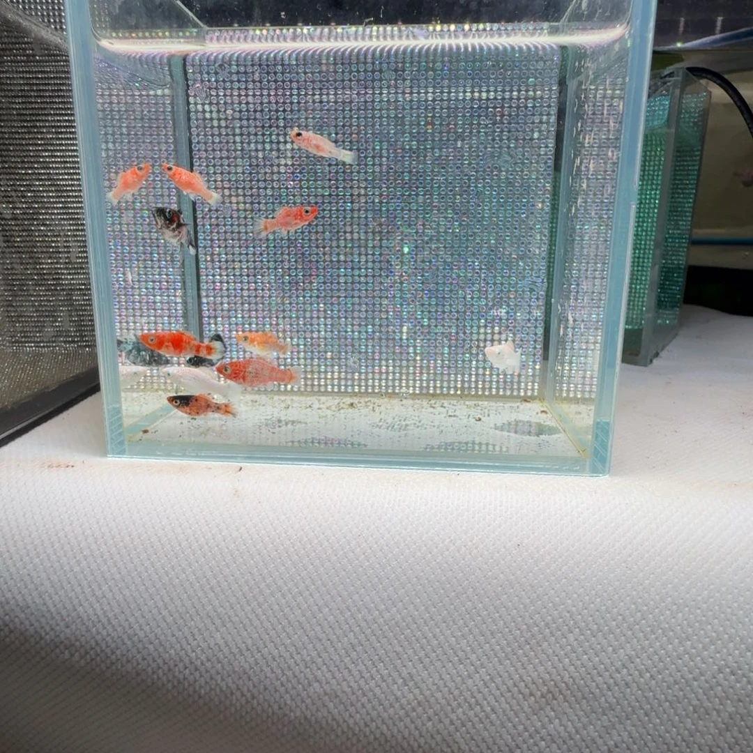 黑玛丽鱼20 苗子组合