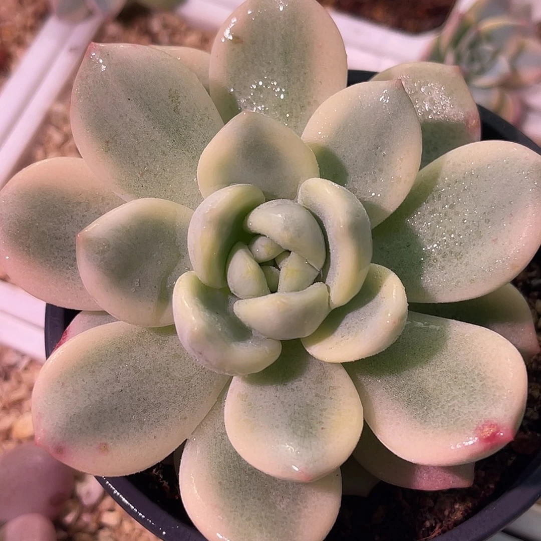 尚品园艺福利望舒锦