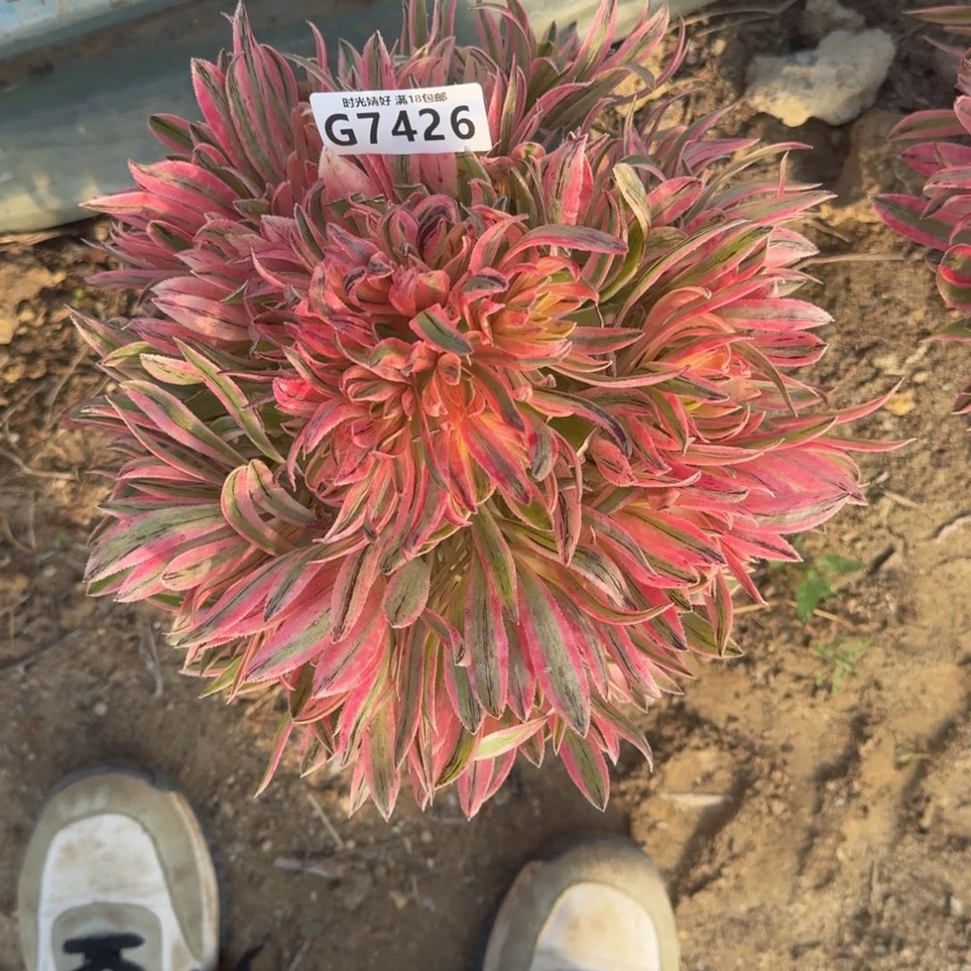 阿*7426夕颜寄养到秋