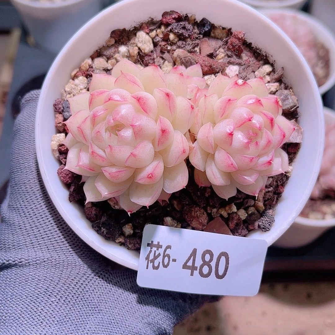 花06-480女王双头