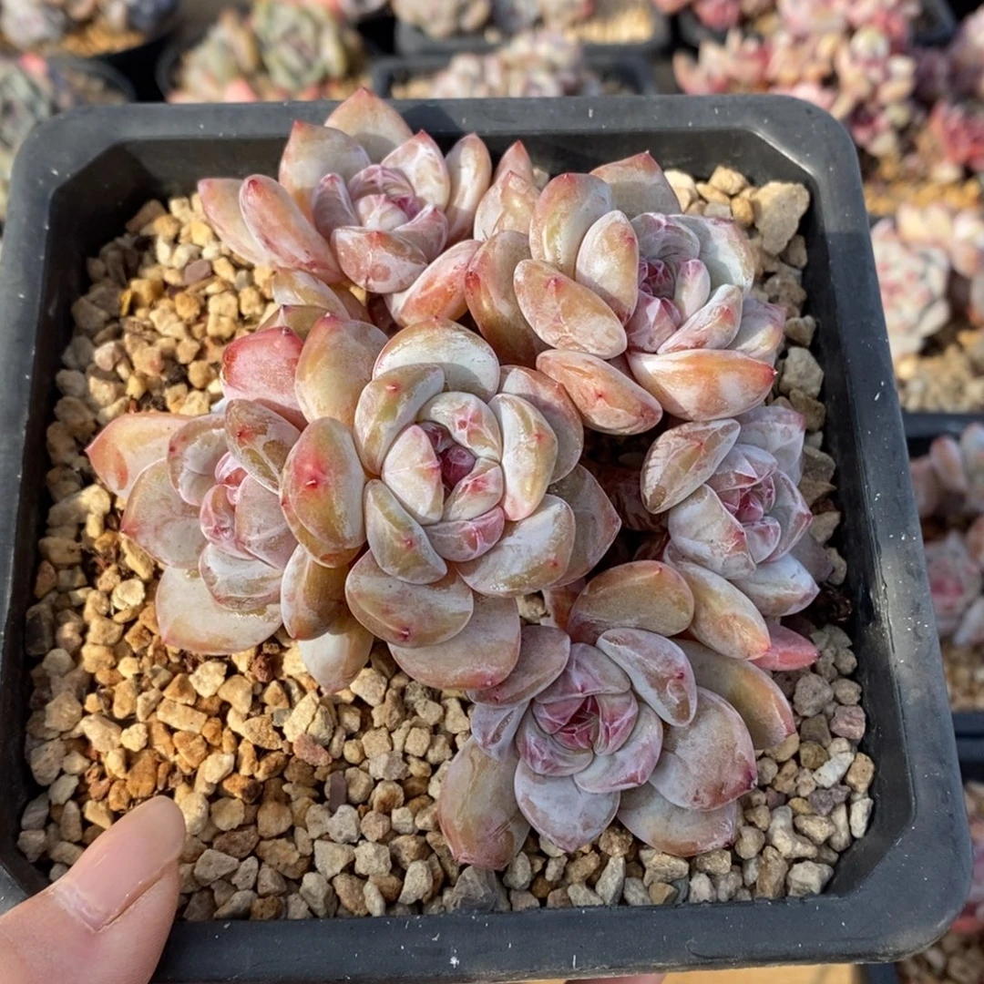 八头爬梯黄头粉短肥