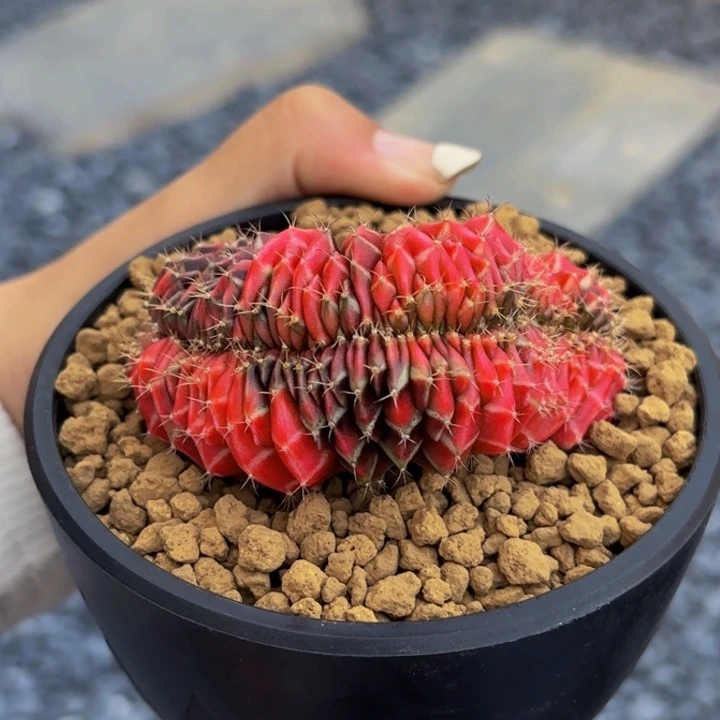 m实生缀化锦粉锦到盆