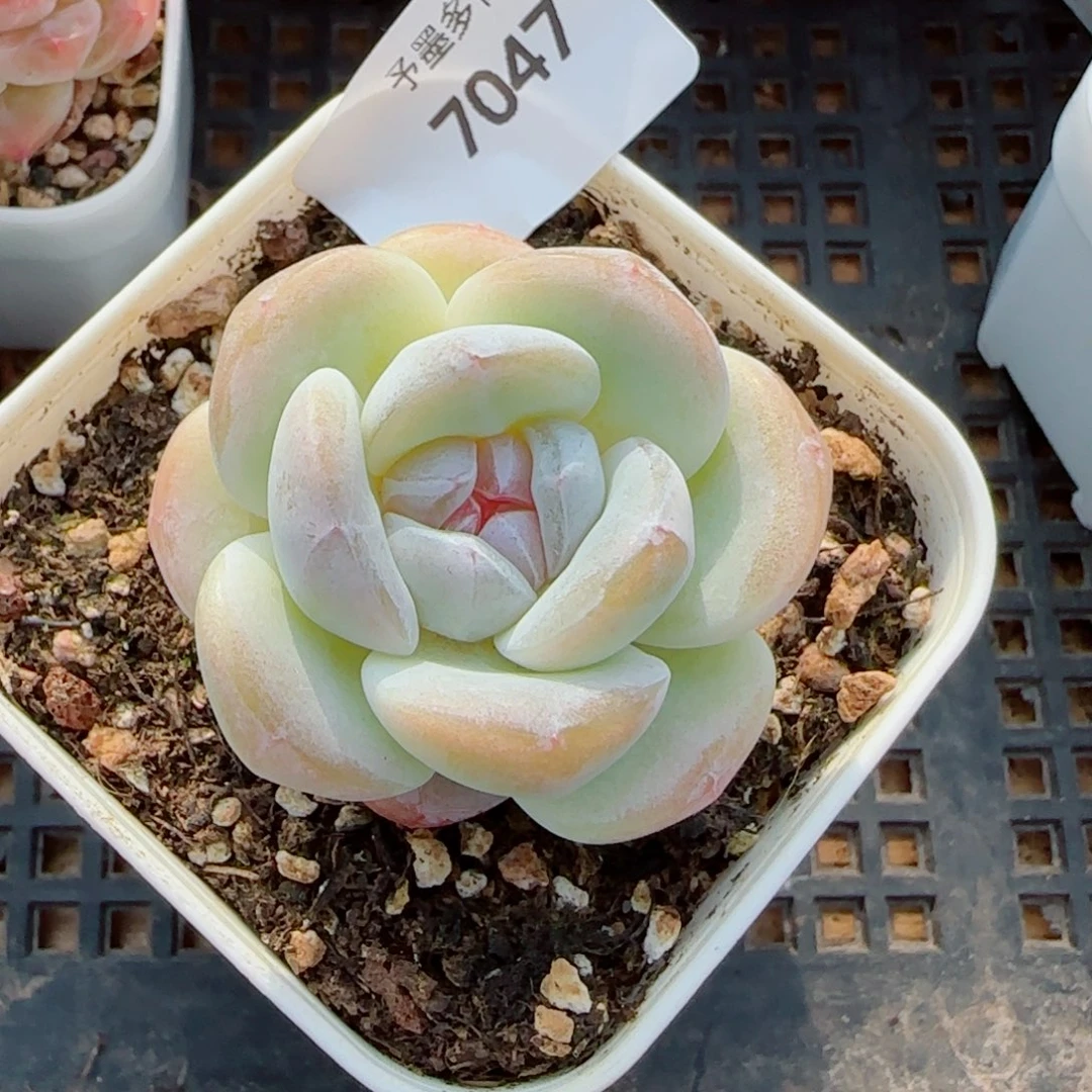 糖心冰玉，7047多肉植物