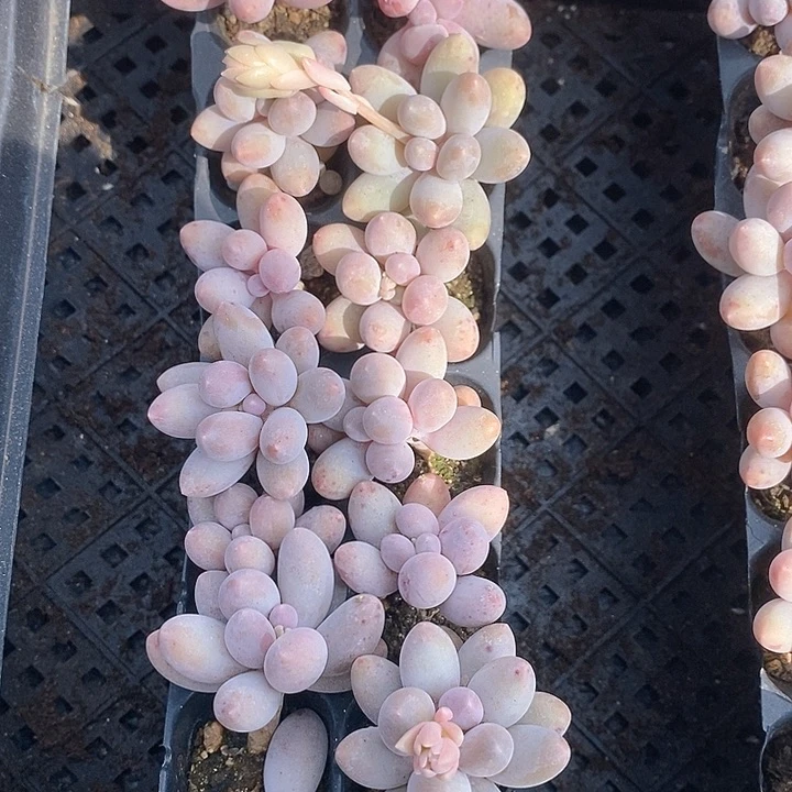 279 多肉植物盆栽花卉盆栽