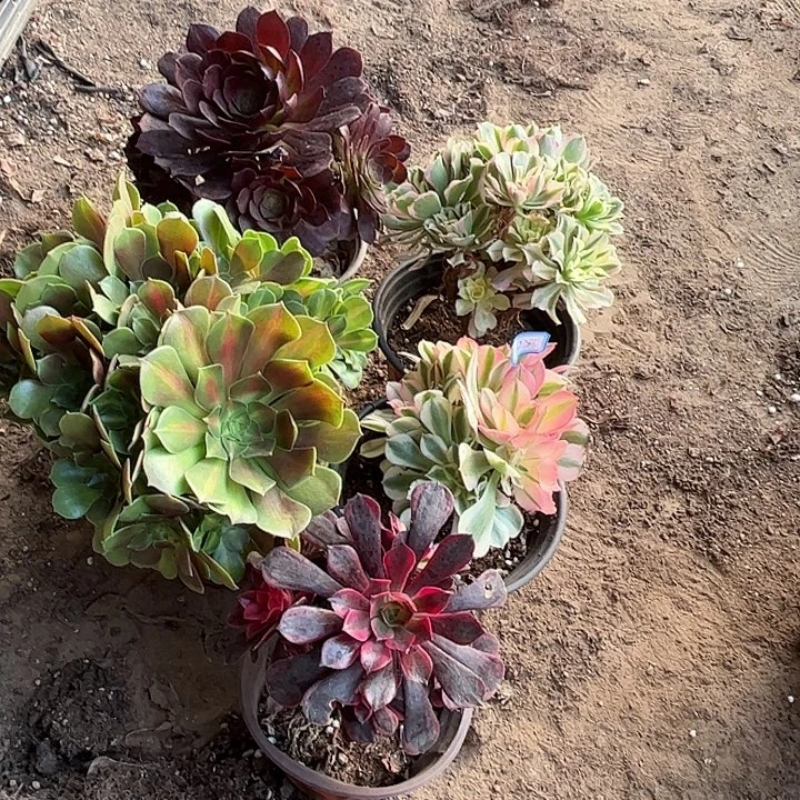 125多肉植物瑕疵特价，