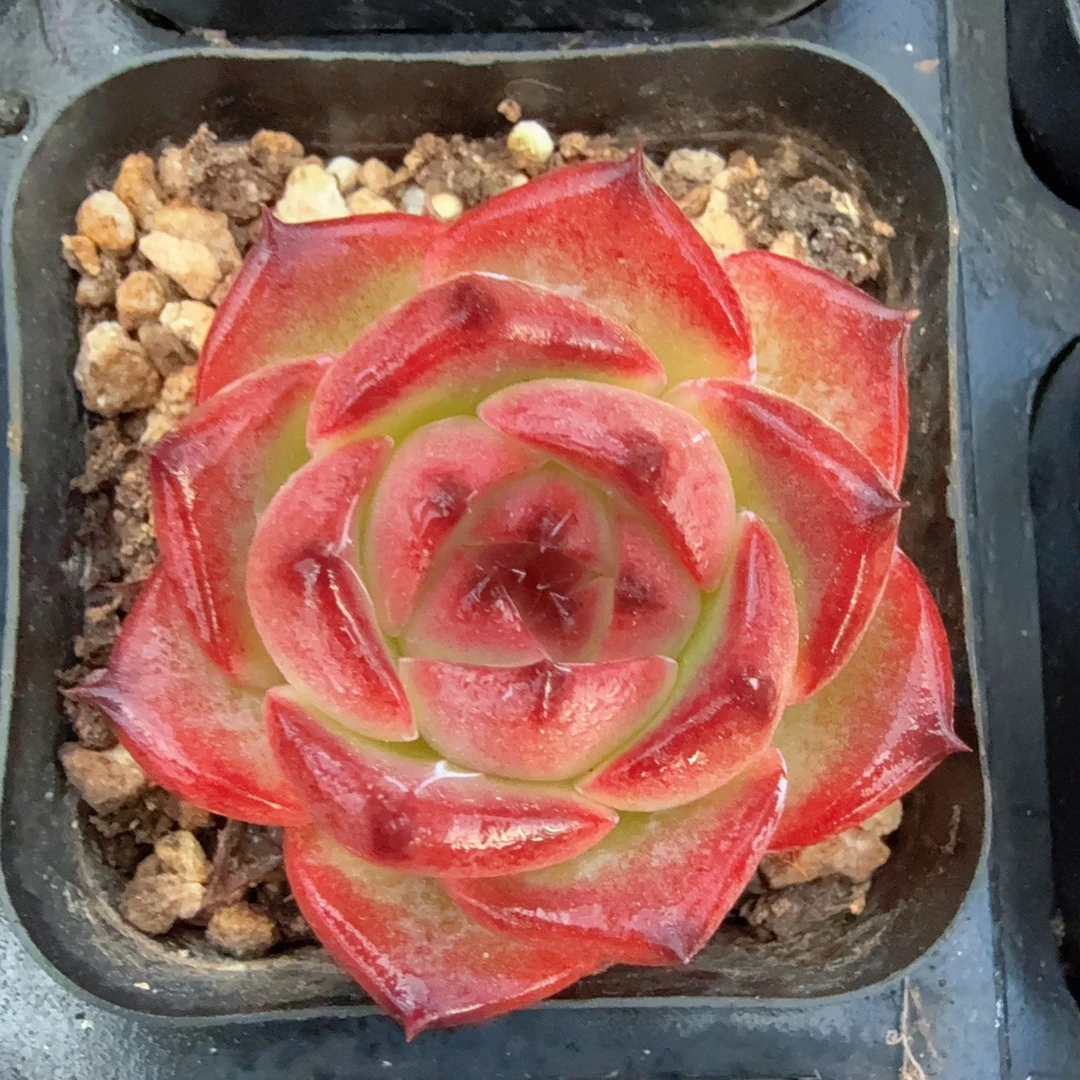 70#芙罗拉单头（4-6cm）脱土