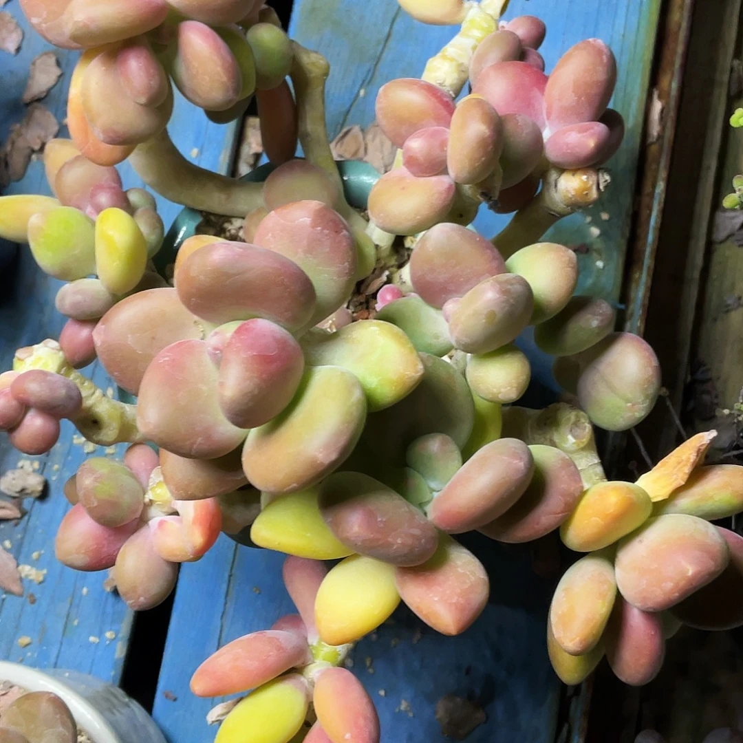 颂***呀多肉植物的生长发育和生长发育等方面的