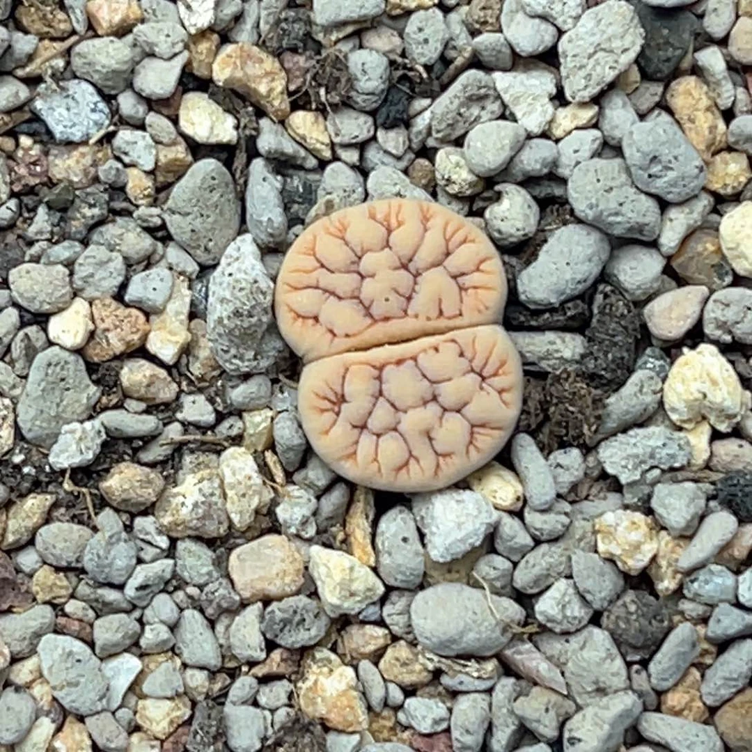 5690睫毛红纹261一颗