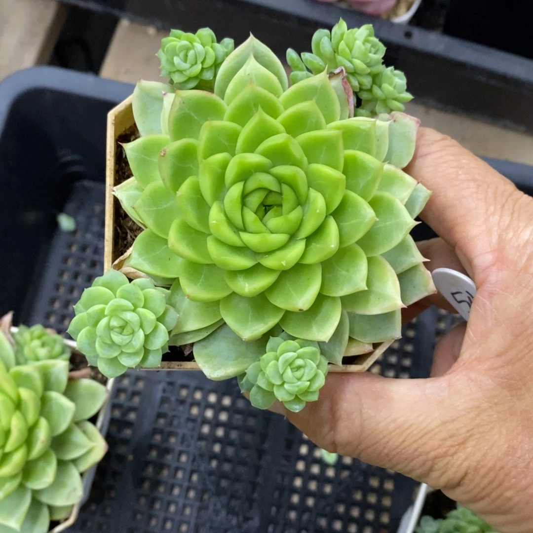 精品多肉一物一拍不包整54
