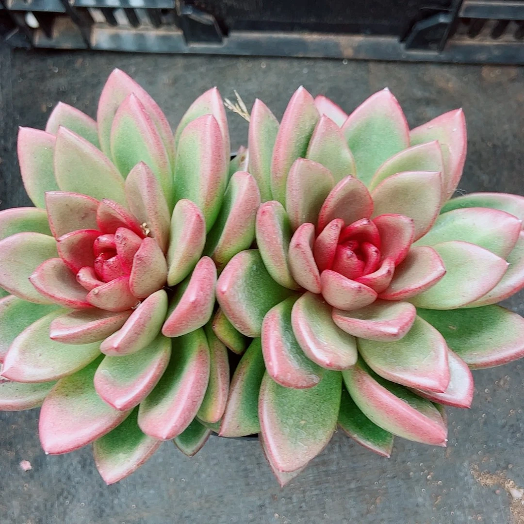 丰沛玫瑰双头起发精控精养