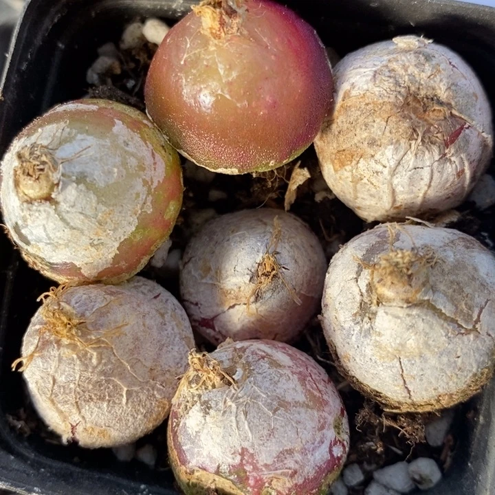 423大灯泡一组有伤