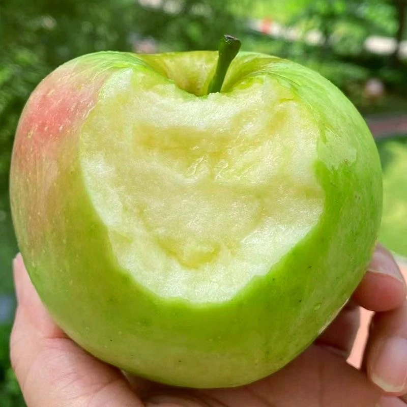 2025头茬青苹果新鲜现摘应季水果酸甜青苹果孕妇水果一整箱批发