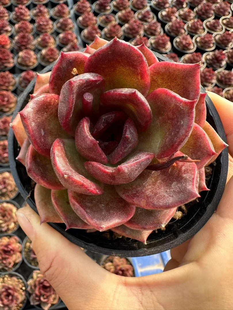 8#酒心巧克力   多肉植物  前男友精品多肉