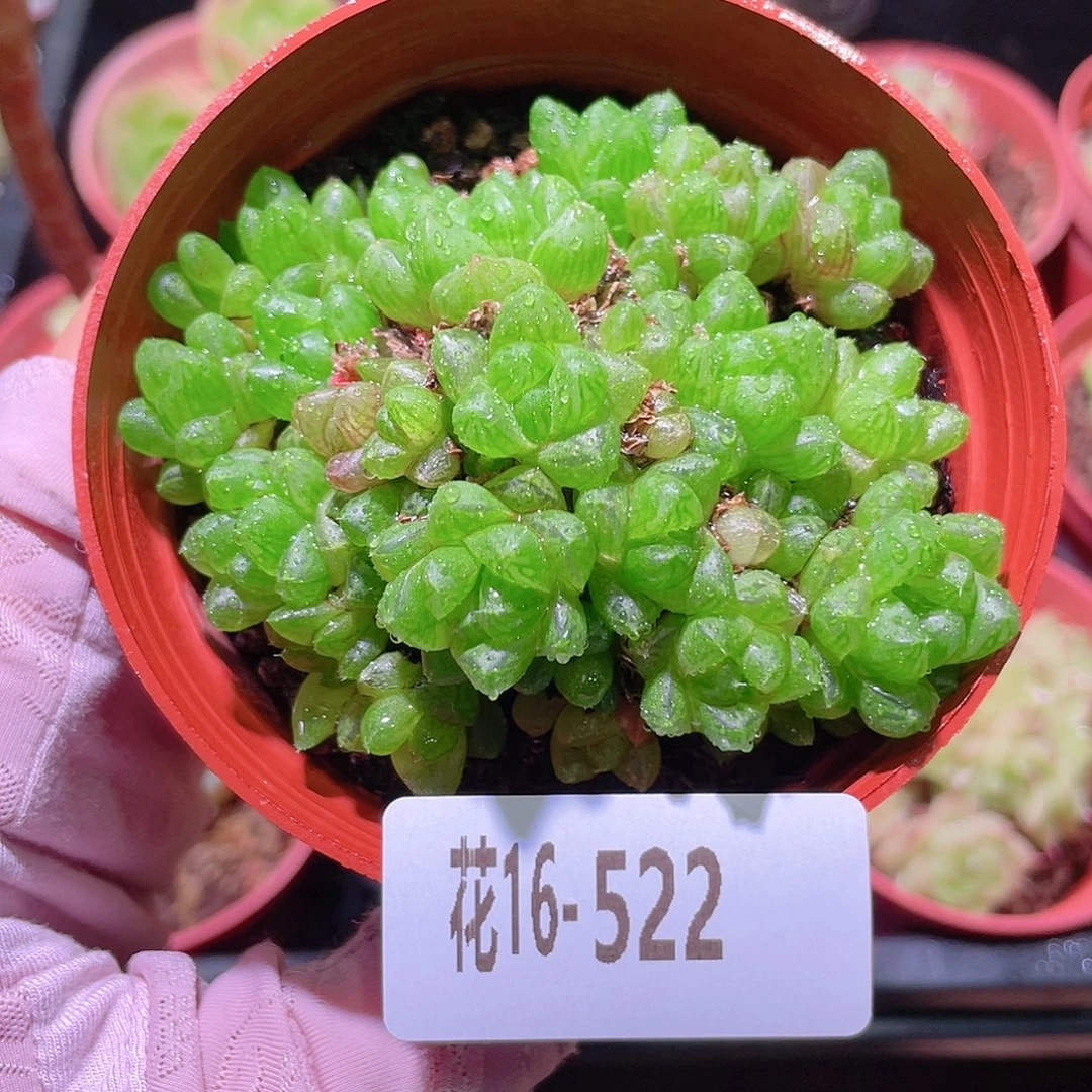 花利美16-522草玉露
