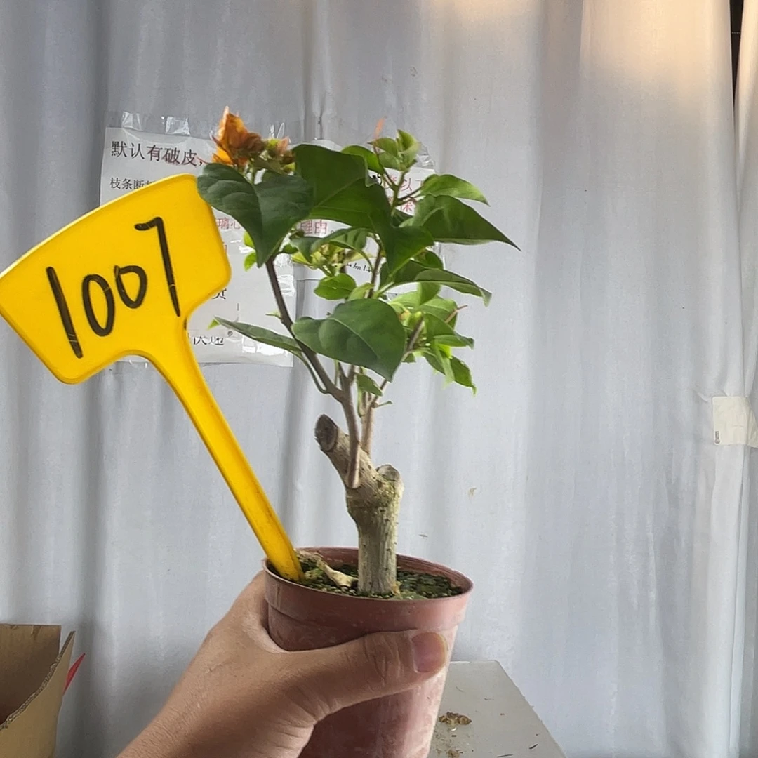 当前无花栽培后可以开花1007绿叶橙