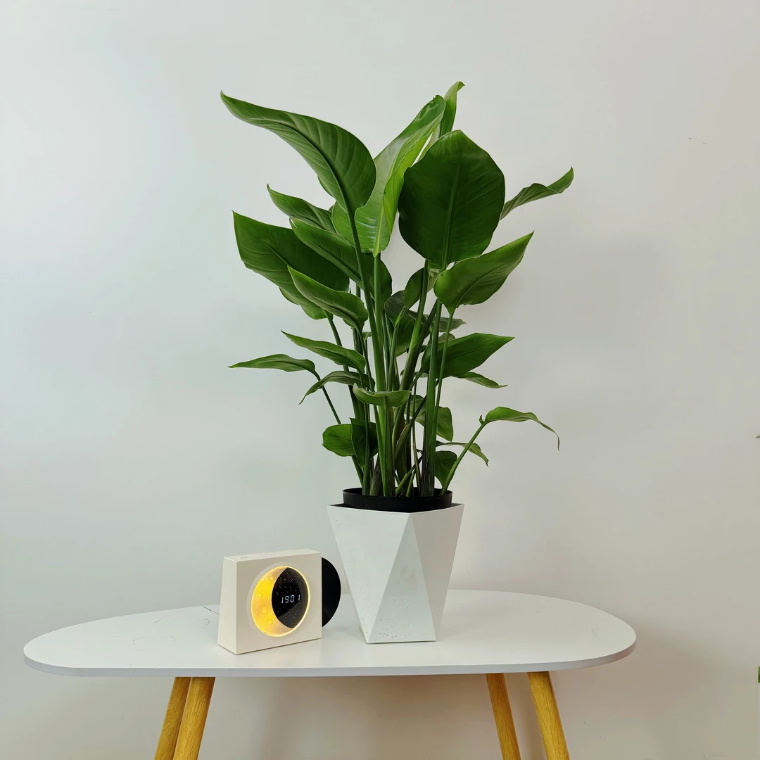 80cm-100cm天堂鸟盆栽好养绿植办公室轻奢绿色观叶植物吸甲醛