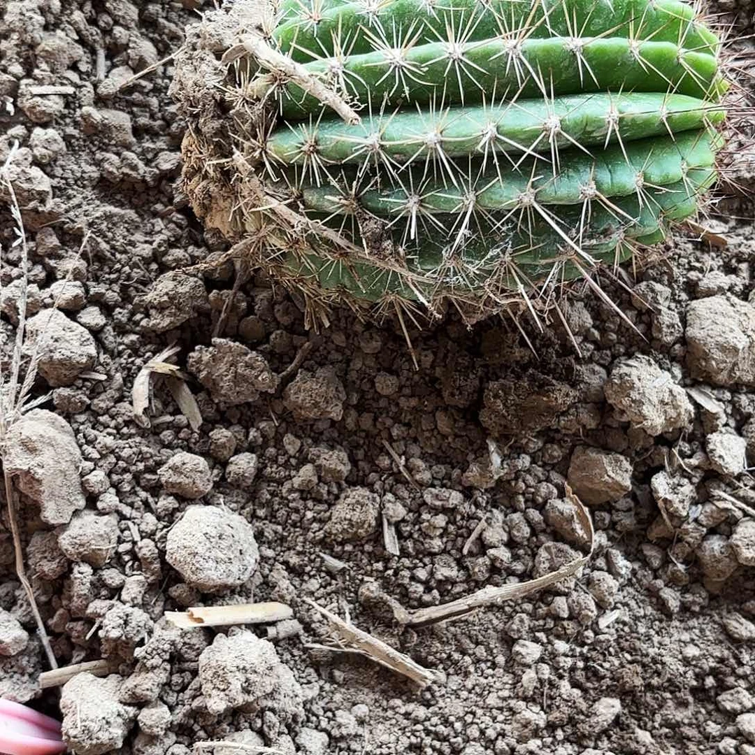 11 毛花带根仙人球瑕疵瑕疵