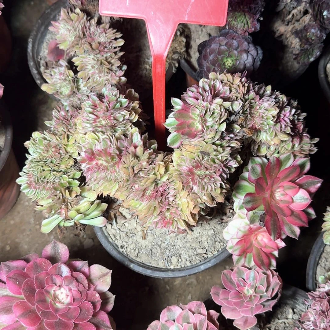 4-1荔枝缀化多肉法师