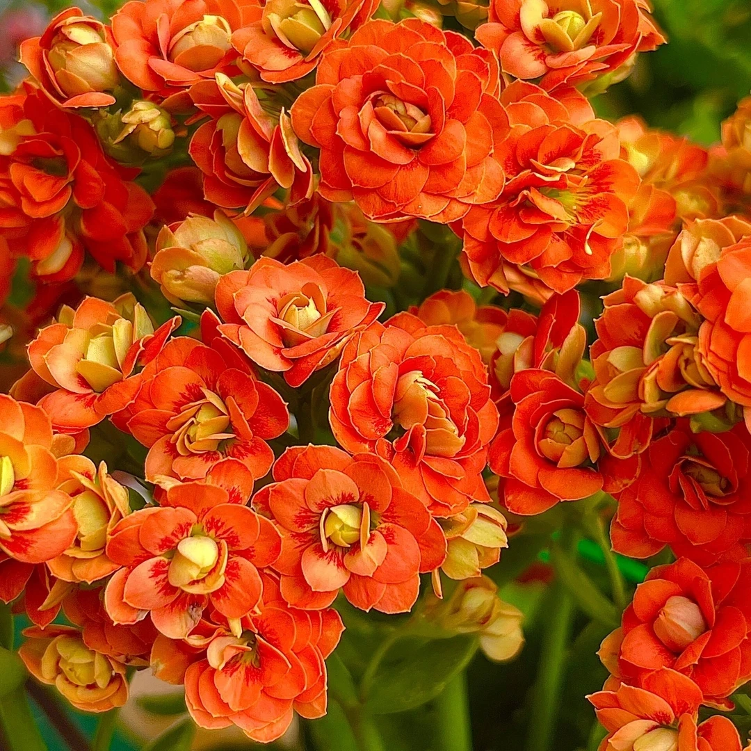 特价福利金桔拉猫眼大花（一盆不发）