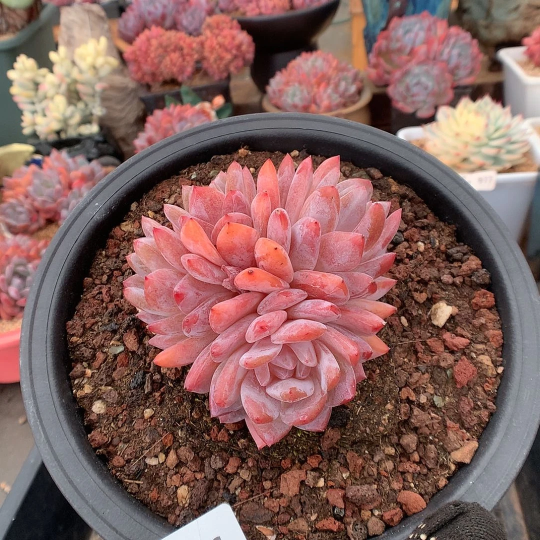 146雪天使多肉植物6666