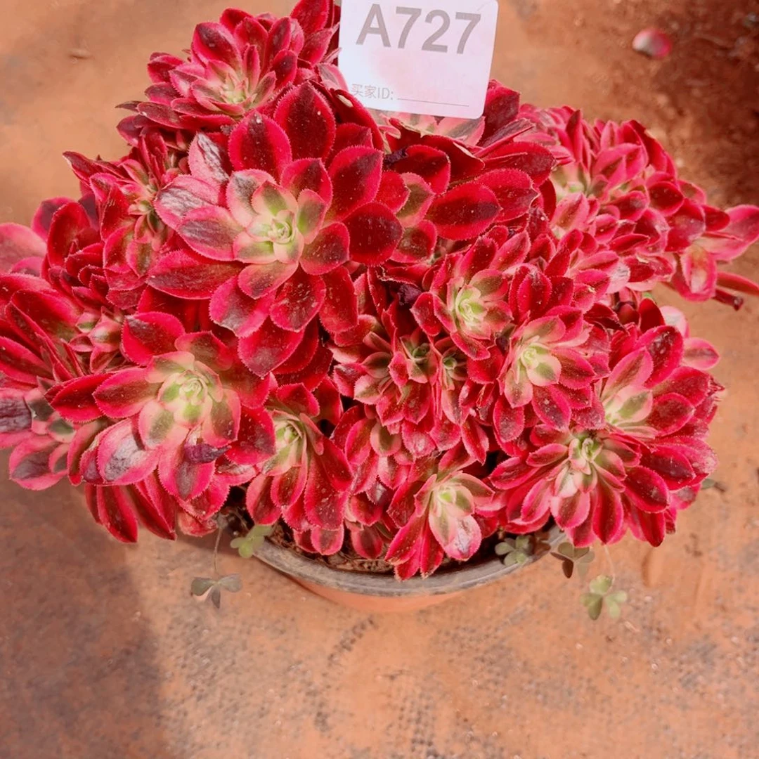 多肉植物727瑕疵