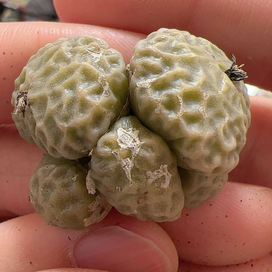 【闪购商品】24 超烧pvb9479