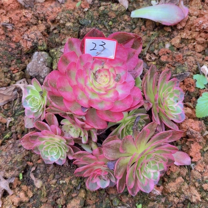 全部花朵023海王带根法师