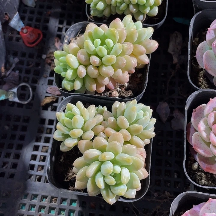 6.5方洛可可群带盆