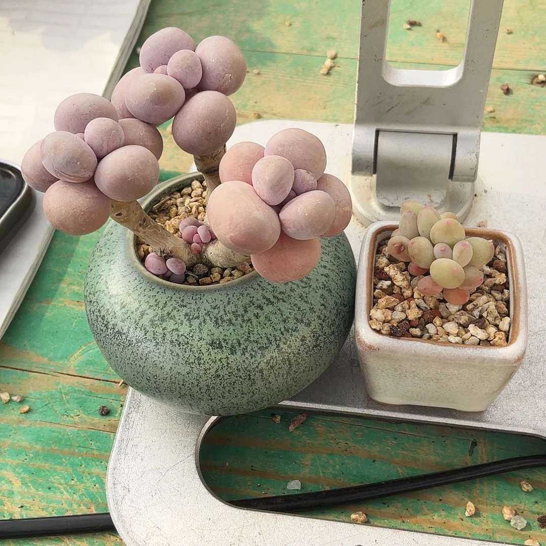 我****肉多肉植物的生长发育