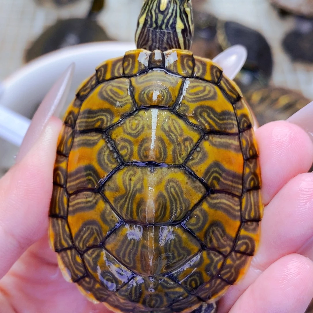 不分公母宠物龟纯底发色宽纹火焰