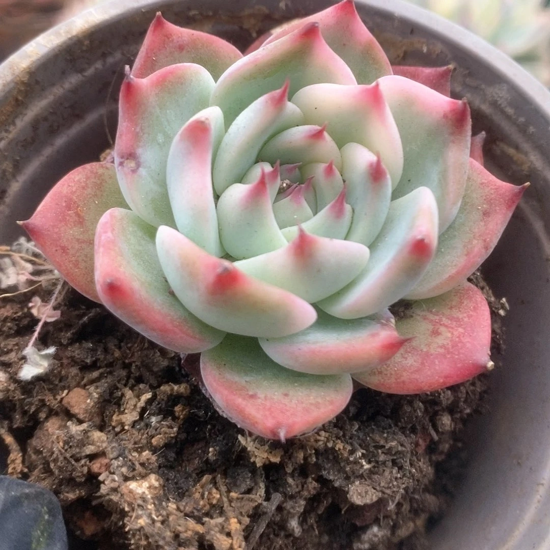 092锦锦锦锦锦锦锦锦锦