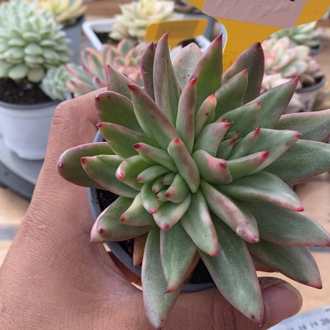 0034东元杂哈哈哈哈哈