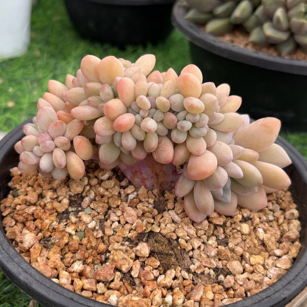 木糖醇缀化8888858555555558