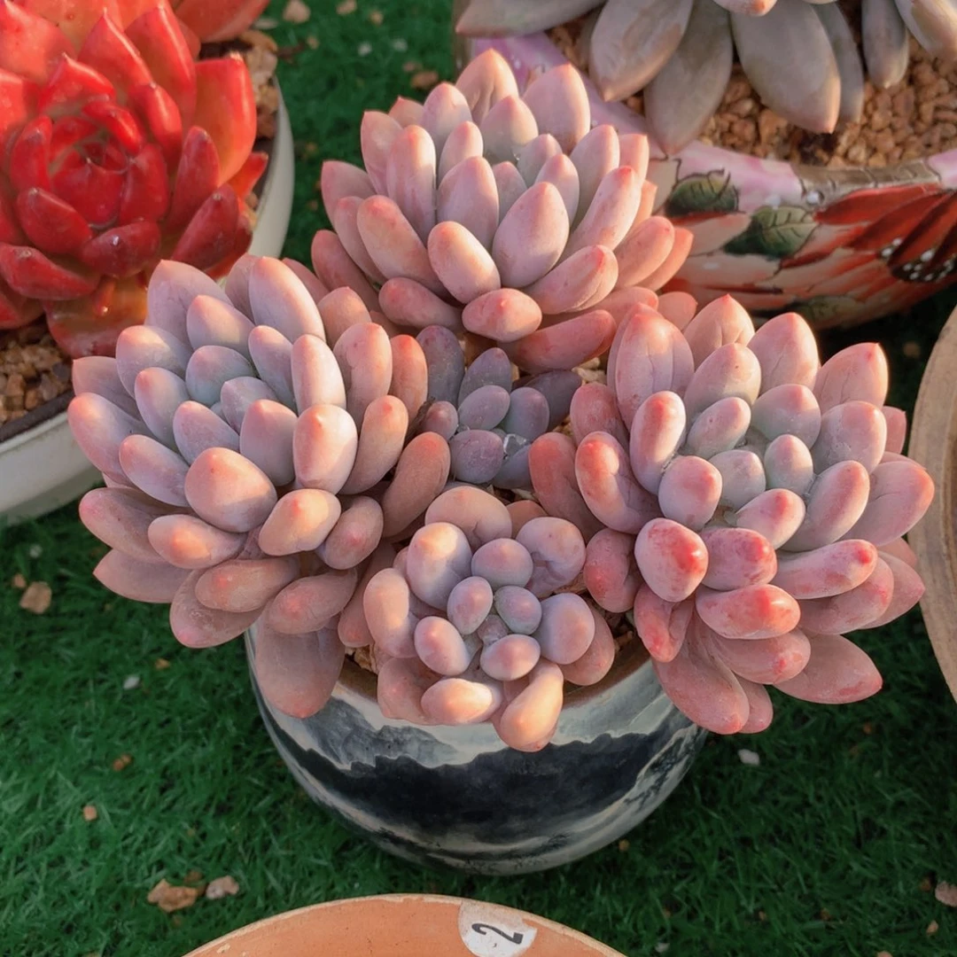 香水手指14 公分一物一拍