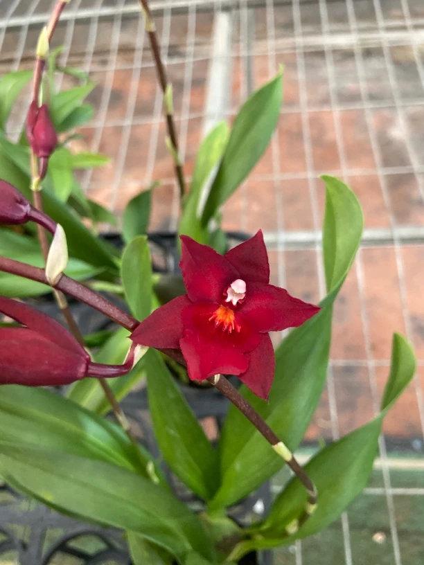 红色慧心兰#多花剑花朵带绒毛感