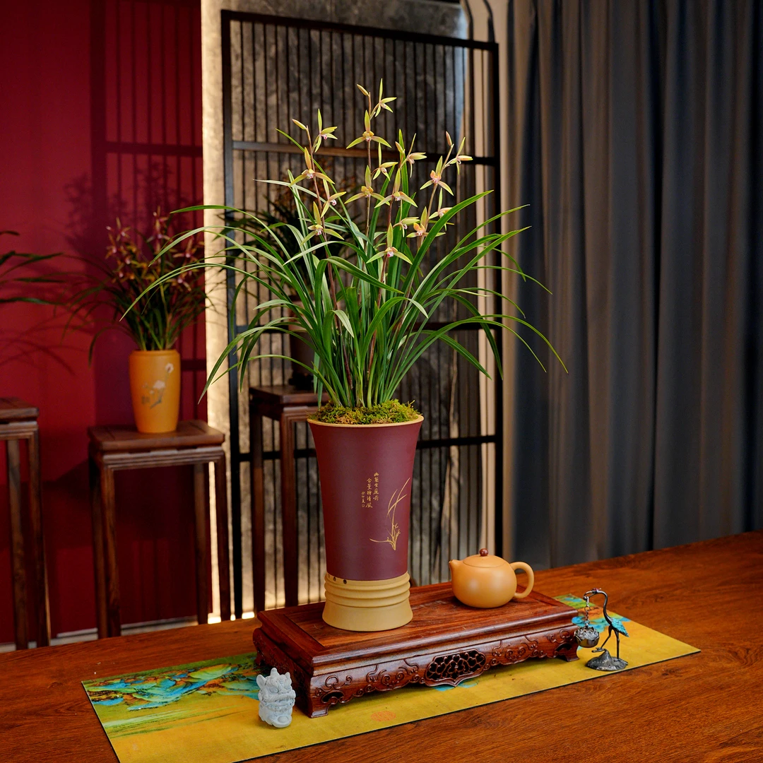 春兰铭品【飞天燕】带花苞兰花 宜兴黄段泥手工花盆