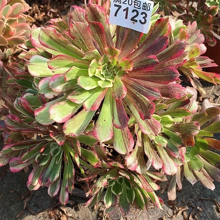 7123 一颗同花顺