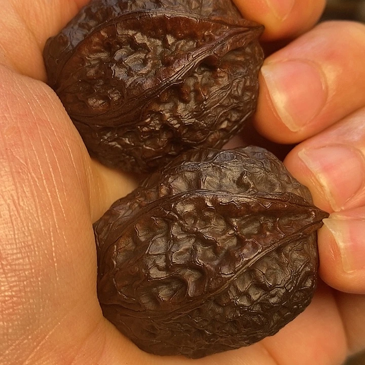 文玩核桃吊坠生命之源16