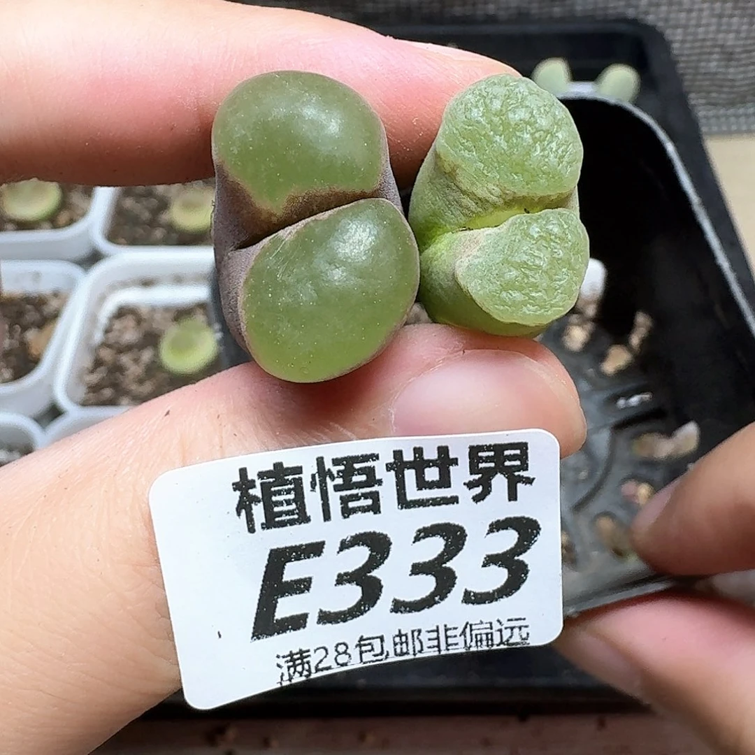 多肉植物的润泽多肉植物