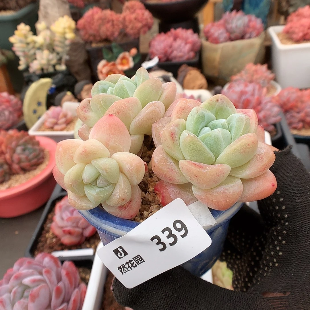 339冰玉多肉植物6663