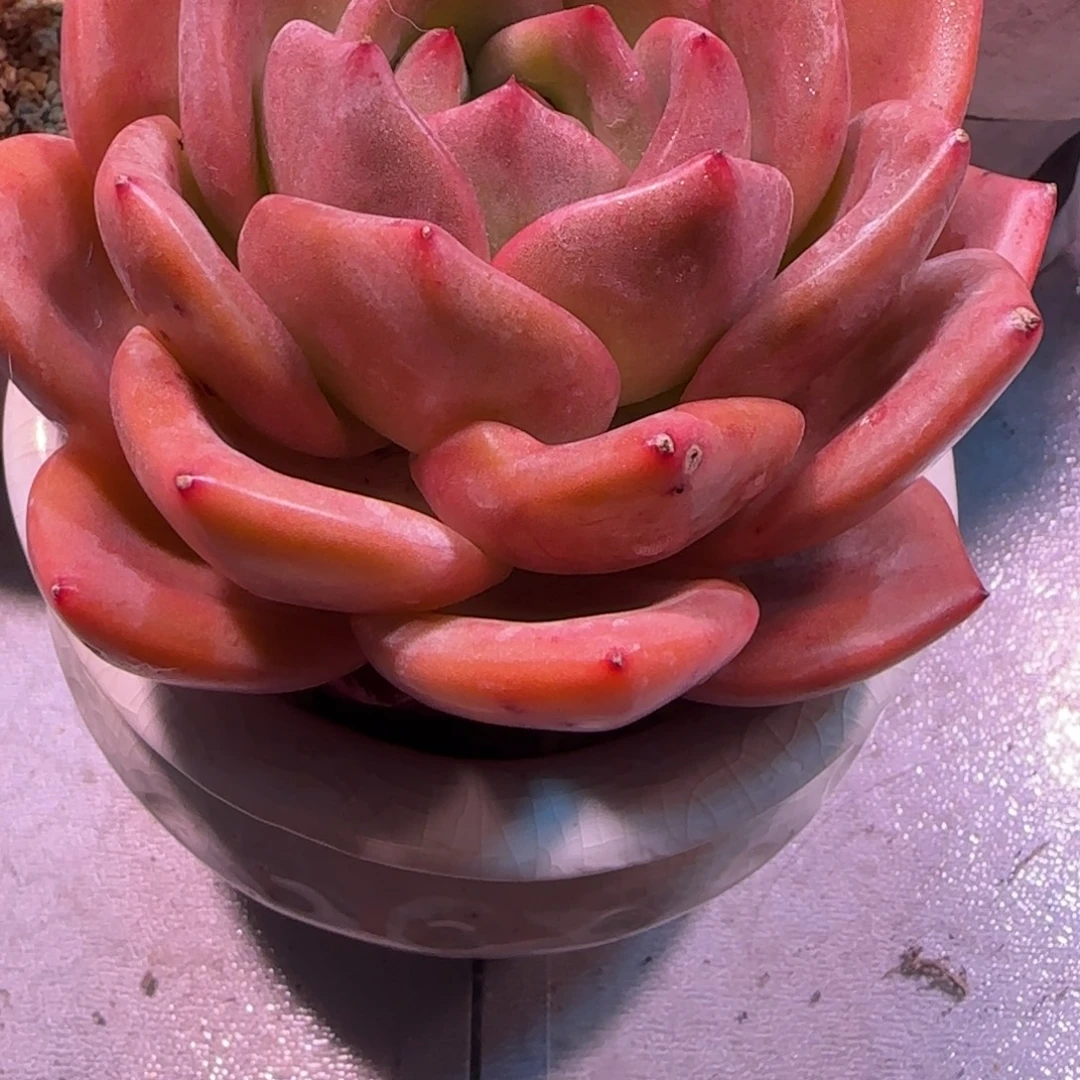 香槟一颗单头带保温箱一起