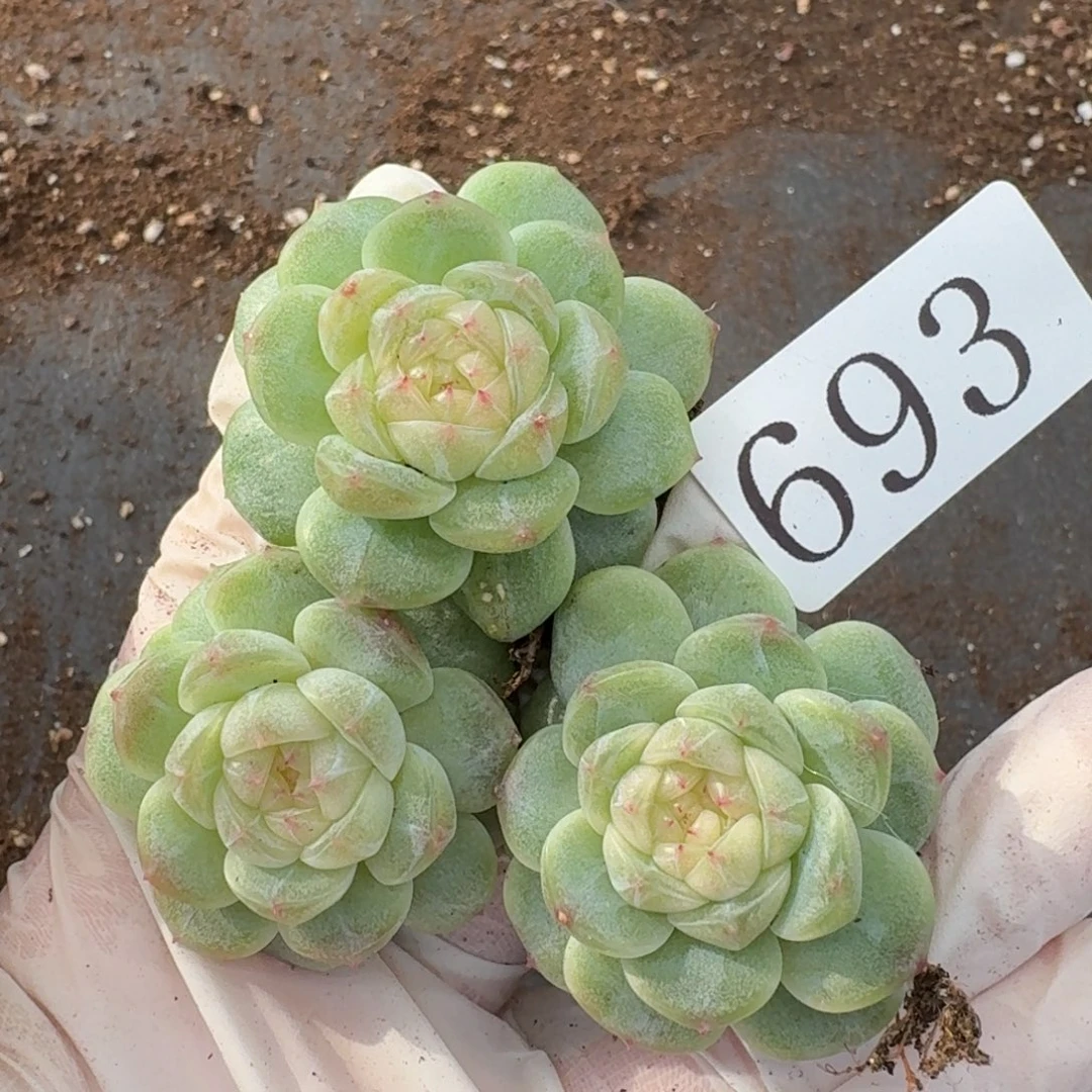 多肉植物多肉植物693