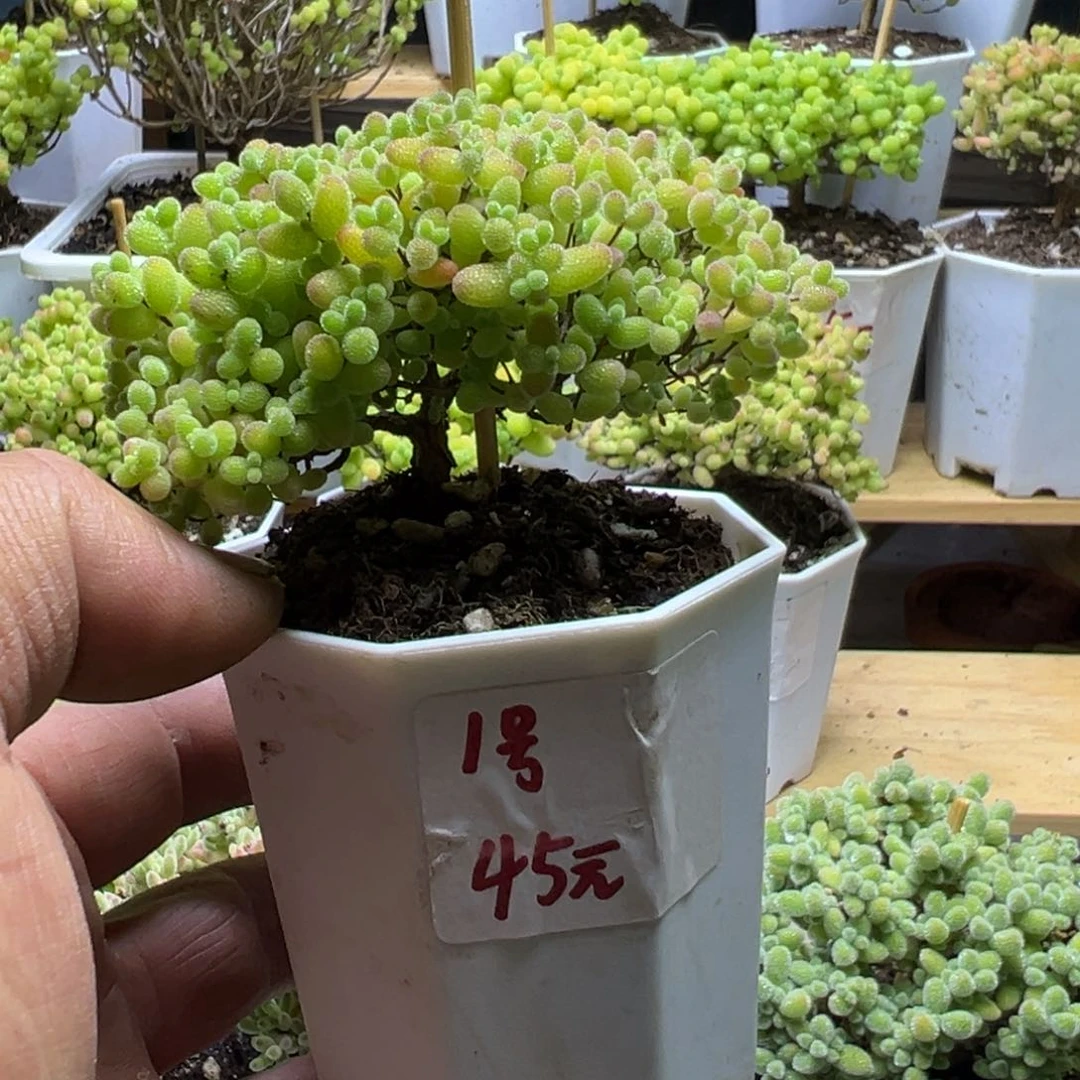 1号露养蜜橘带盆带土发