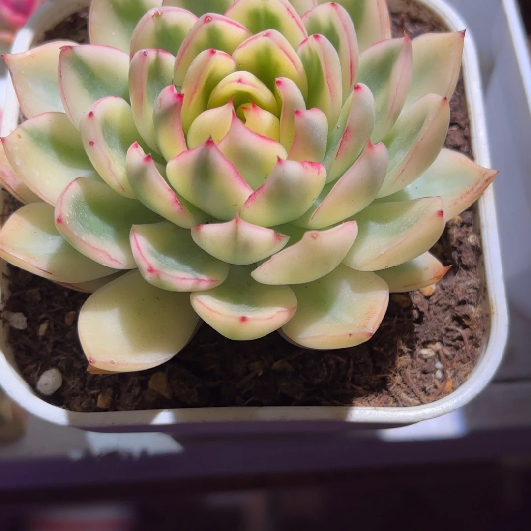 阿斯娜锦多肉植物